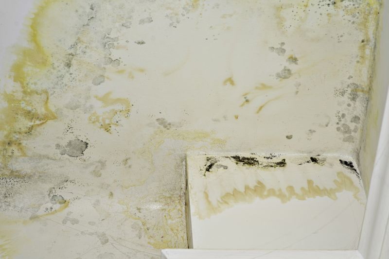 Black Mold Remediation in Frisco, TX