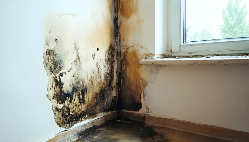 Black Mold Remediation in Jupiter, FL