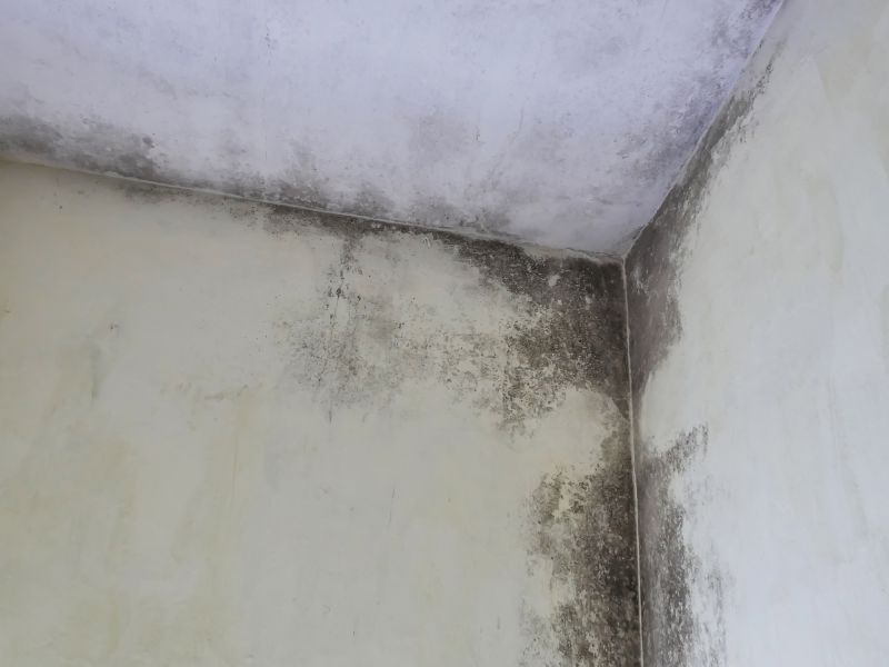 Ceiling Mold Removal in Fort Lauderdale, FL