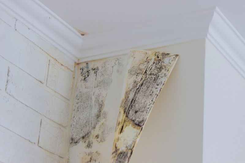 Mold Restoration in Frisco, TX