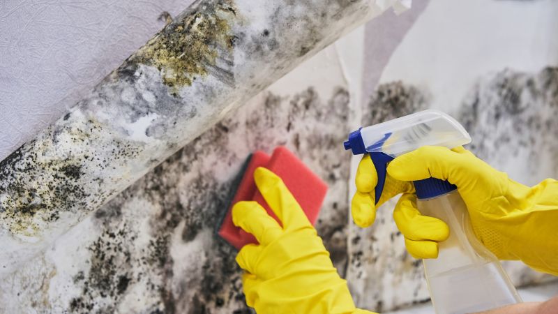 Mold Treatment Service in Essex County, NJ
